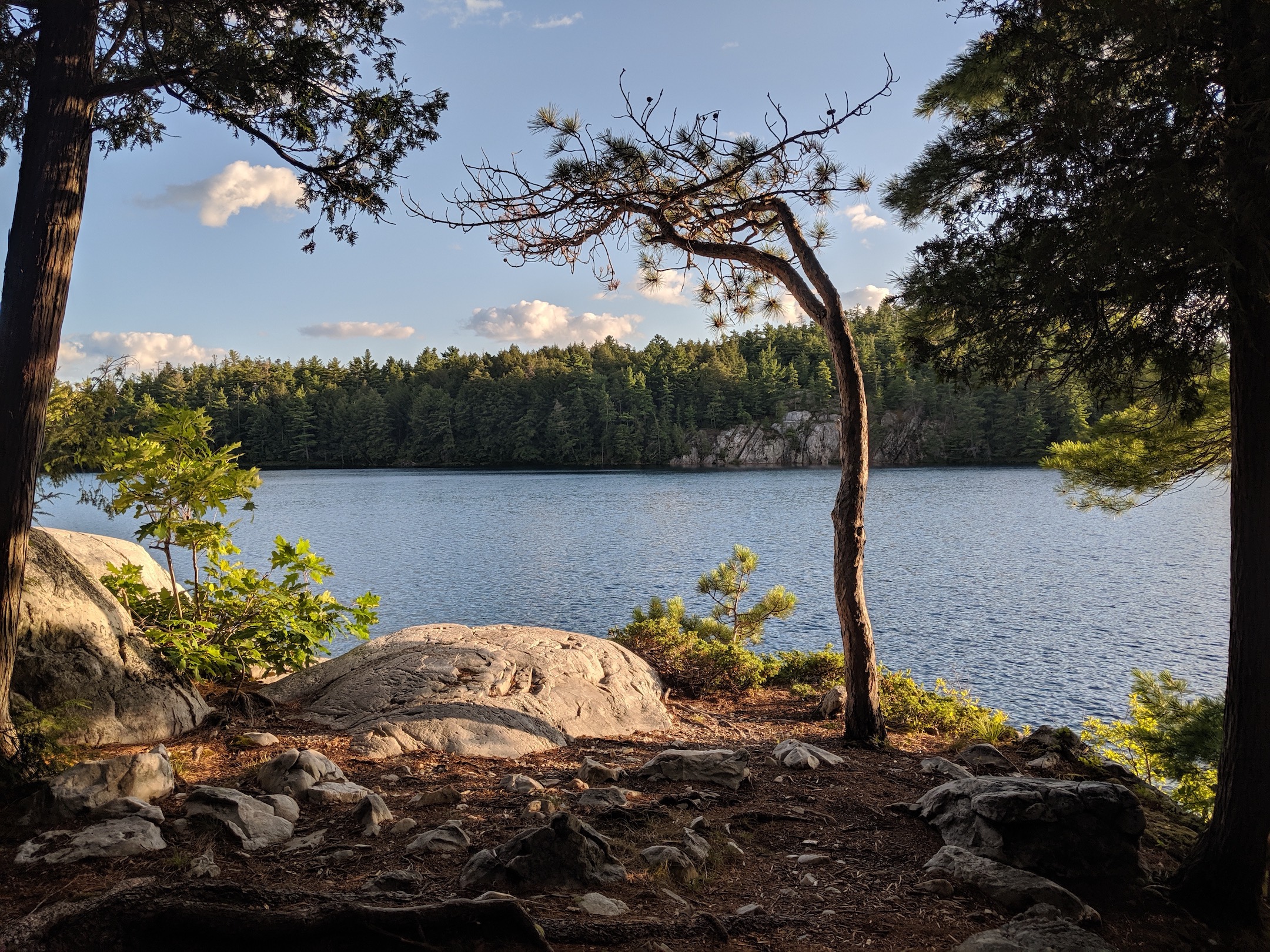 View over the water from a campsite showing sun on rocks and a twisted tree