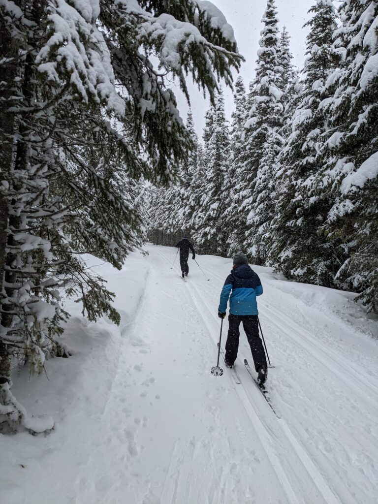 two figures cross-country skiing through snowy conifers