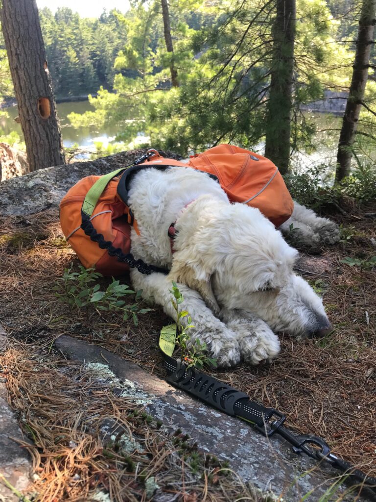 a fluffy white dog carrying an orange backpack, napping