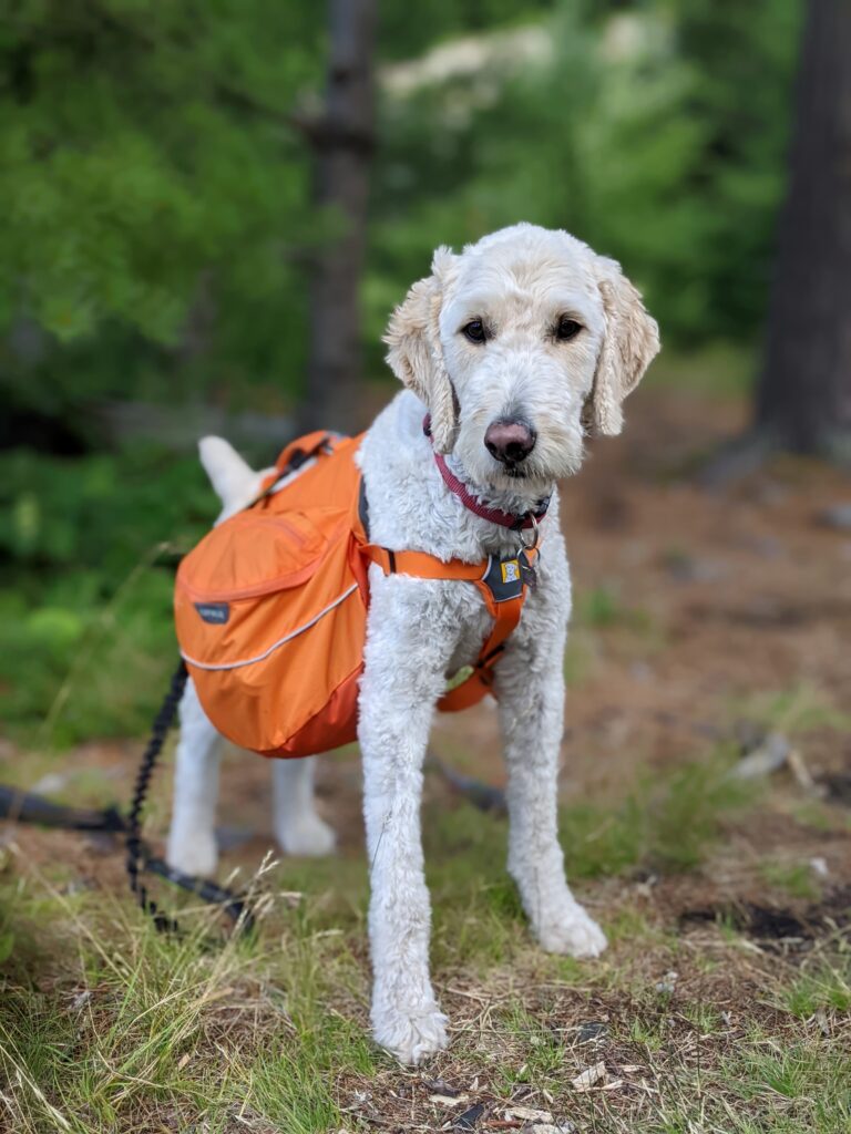 a fluffy white dog carrying an orange backpack, standing tall